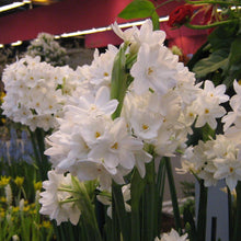 Afbeelding in Gallery-weergave laden, De paperwhite behoort tot de tazettagroep . Hij staat het meest bekend als kamernarcis