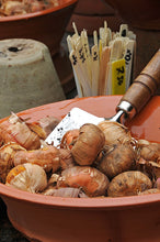 Afbeelding in Gallery-weergave laden, Van zuiver wit tot mystiek paars. Van felgeel tot brandweerrood. Het kleurenpalet van de gladiool is verrassend groot.