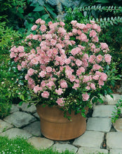 Charger l'image dans la galerie, Rosa Polyantha The Fairy. Voor ons gehele assortiment zie onze webwinkel www.bulbes.net