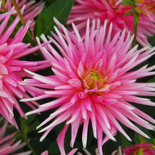 Charger l'image dans la galerie, Semi-cactus Dahlia Park Princess