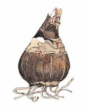 Afbeelding in Gallery-weergave laden, Sprekelia (Formosissima) Bijnamen oa Goudlelie of Jacobslelie..Ze wordt dan ook wel Azteken-lelie genoemd. Toen ze in de 17e eeuw naar Europa kwam, werd gedacht dat ze een soort lelie was en kreeg ze de naam Jacob-lelie. Dit is een verwijzing naar de verbinding van de vorm en kleur van de rode bloemen met het rode kruis van de ridderorde van St. Jacob van Calatrava.