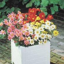 Charger l'image dans la galerie, Topmix Dahlia’s groeien niet zo hoog en zijn daarom perfect geschikt voor in perken, potten of als balkon plant. En ze bloeien heel de zomer!