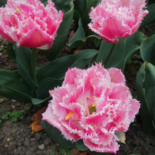 Afbeelding in Gallery-weergave laden, Tulp gefranjerd Queensland Schitterende dubbele roze tulp met een spectaculair gefranjerde witte rand.