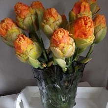 Afbeelding in Gallery-weergave laden, Heerlijk zomers ogende tulp. Qua uiterlijk en uitstraling zit hij in dezelfde categorie als Ice Cream, met dit verschil dat deze schoonheid langere stelen heeft