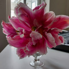 Charger l'image dans la galerie, Tulipe (fleur de lis) Ballade Exotic
Quelle belle nouvelle tulipe ! Cette variété de tulipe a été obtenue en croisant une tulipe à fleur de lis avec une tulipe double tardive