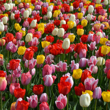 Afbeelding in Gallery-weergave laden, De Darwin Hybride-Tulpen staan bekend om haar lange, sterke stelen, waardoor ze ideaal zijn om af te snijden en in een vaas te zetten.