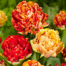 Afbeelding in Gallery-weergave laden, Deze warme pioentulp speelt met zijn kleurenpallet gedurende de bloei. Het lijkt wel een grote mix met zomerse gele, oranje en rode kleuren die je meteen vrolijk maken.