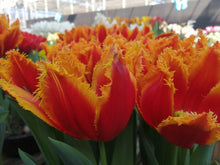 Afbeelding in Gallery-weergave laden, Tulp gefranjerd Fabio. Prachtig contrast tussen de grote dieprode bloem en de goudgeel gefranjerde rand. Bestel ze nu eenvoudig online. Het zonnetje moet je er maar even zelf bijdenken!