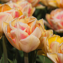 Afbeelding in Gallery-weergave laden, Tulp Foxy Foxtrot heeft bloemen in de vorm van een pioenroos in een schitterende kleurencombinatie van abrikoos en pastelachtig roze met geel-oranje tinten erbij.