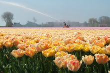 Afbeelding in Gallery-weergave laden, Tulp Foxy Foxtrot. Dubbele tulpen, ook wel pioentulpen genoemd worden steeds populairder. En terecht, ze zijn een aanwinst voor elke tuin. Bestel ze nu online!