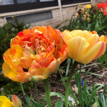 Afbeelding in Gallery-weergave laden, Tulp Dubbele Late Gudoshnik Double.