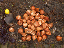 Afbeelding in Gallery-weergave laden, Dubbele tulp met mooi gevulde sneeuwwitte bloemen die doen denken aan Pioenen. Prachtig als snijbloem. Combineer Mount Tacoma in de border met bijvoorbeeld muscari.