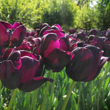 Afbeelding in Gallery-weergave laden, Queen of Night in het kasteel van Groot Bijgaarden