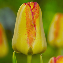 Afbeelding in Gallery-weergave laden, Enkele vroege Tulp Cape Town Vroegbloeiende tulp met een botergele bloem met mooi rood randje.