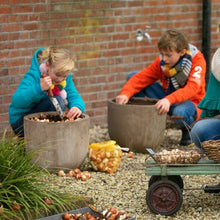 Afbeelding in Gallery-weergave laden, Tulpen plant je het best tussen september en eind november, liefst voor de eerste nachtvorst