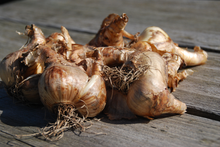 Afbeelding in Gallery-weergave laden, Narcis Winston Churchill (Dubbele narcis, kleinbloemig). Hoofdkleur is crème wit, maar binnenin ook een beetje geel-oranje