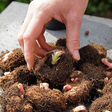 Charger l'image dans la galerie, Koop nu je knollen van Begonia op www.bulbes.net