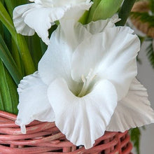 Afbeelding in Gallery-weergave laden, Gladiool White Prosperity