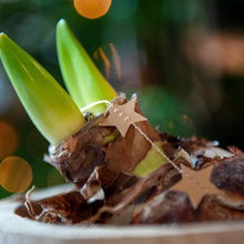Afbeelding in Gallery-weergave laden, De stralende bloemen groeien als een grote verrassing uit de strakke stengel. Het zijn majestueuze bloembollen die uitgroeien tot even indrukwekkende bloemen.