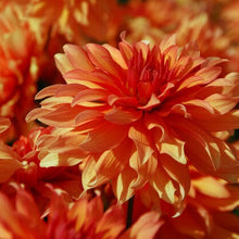 Afbeelding in Gallery-weergave laden, Dahlia Autumn Fairy. Wanneer dahliaknollen kopen? Bestel ze nu eenvoudig online en plant dit voorjaar Dahliaknollen voor een mooie kleurrijke tuin of terras in de zomer! Wij proberen steeds de grootste maat en beste kwaliteit aan te bieden voor het mooiste resultaat.