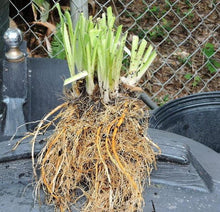 Afbeelding in Gallery-weergave laden, Hemerocallis wortel na enkele jaren