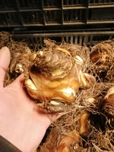 Afbeelding in Gallery-weergave laden, Eucomis Johannesburg, grote bolmaat!