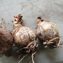 Afbeelding in Gallery-weergave laden, de knollen Ismene Festalis (Hymenocallis) Bestel ze nu eenvoudig online en plant ze dit voorjaar