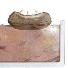 Afbeelding in Gallery-weergave laden, Hoe knol Begonia's planten? Met de holle kant naar boven