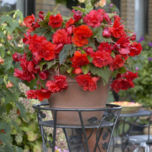 Afbeelding in Gallery-weergave laden, Begonia Odorata Red Glory
