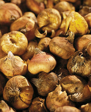 Afbeelding in Gallery-weergave laden, Van zuiver wit tot mystiek paars. Van felgeel tot brandweerrood. Het kleurenpalet van de gladiool is verrassend groot.