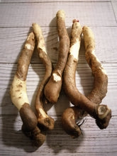 Afbeelding in Gallery-weergave laden, Wortels van Gloriosa. Wanneer je zomerbloembollen kopen? Bestel ze nu eenvoudig online en plant ze dit voorjaar voor een mooie kleurrijke tuin of terras in de zomer!