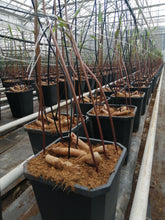 Afbeelding in Gallery-weergave laden, Gloriosa, hollands geteeld, bestel ze nu online op www.bulbes.net