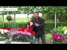 Video laden en afspelen in Gallery-weergave, Dahlia Topmix Bambino