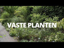 Video laden en afspelen in Gallery-weergave, Geranium Johnson’s blue