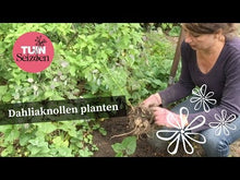 Video laden en afspelen in Gallery-weergave, Dahlia knollen planten