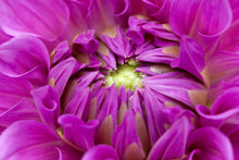 Afbeelding in Gallery-weergave laden, Wanneer dahliaknollen kopen? Plant dit voorjaar Dahliaknollen voor een mooie kleurrijke tuin of terras in de zomer! Wij proberen steeds de grootste maat en beste kwaliteit aan te bieden voor het mooiste resultaat.