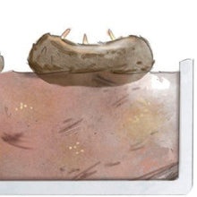 Charger l'image dans la galerie, plantrichting begonia knol