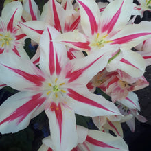 Afbeelding in Gallery-weergave laden, Tulp Marilyn. Als je in de lente wilt genieten van de bloeiende bollen moet je er op tijd bij zijn. De herfst is namelijk hét moment om (voorjaarsbloeiende) bollen te planten