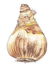 Afbeelding in Gallery-weergave laden, Narcissen kleuren de lente! Plant ze in de herfst