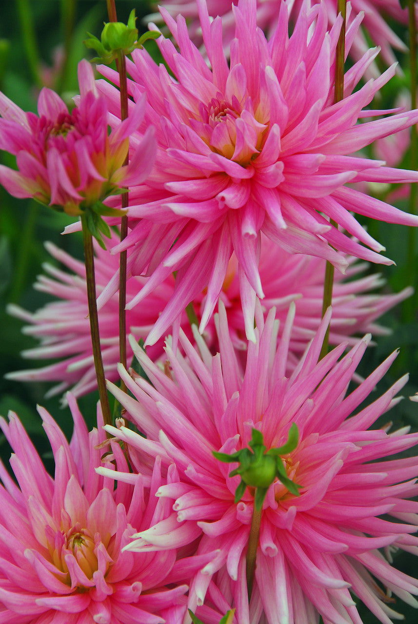 Dahlia Park Prinsess