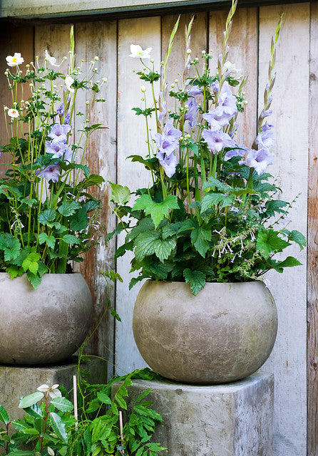 Astuces de plantation pour débutants