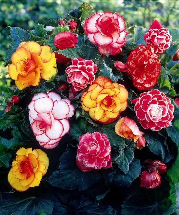 Begonia's 