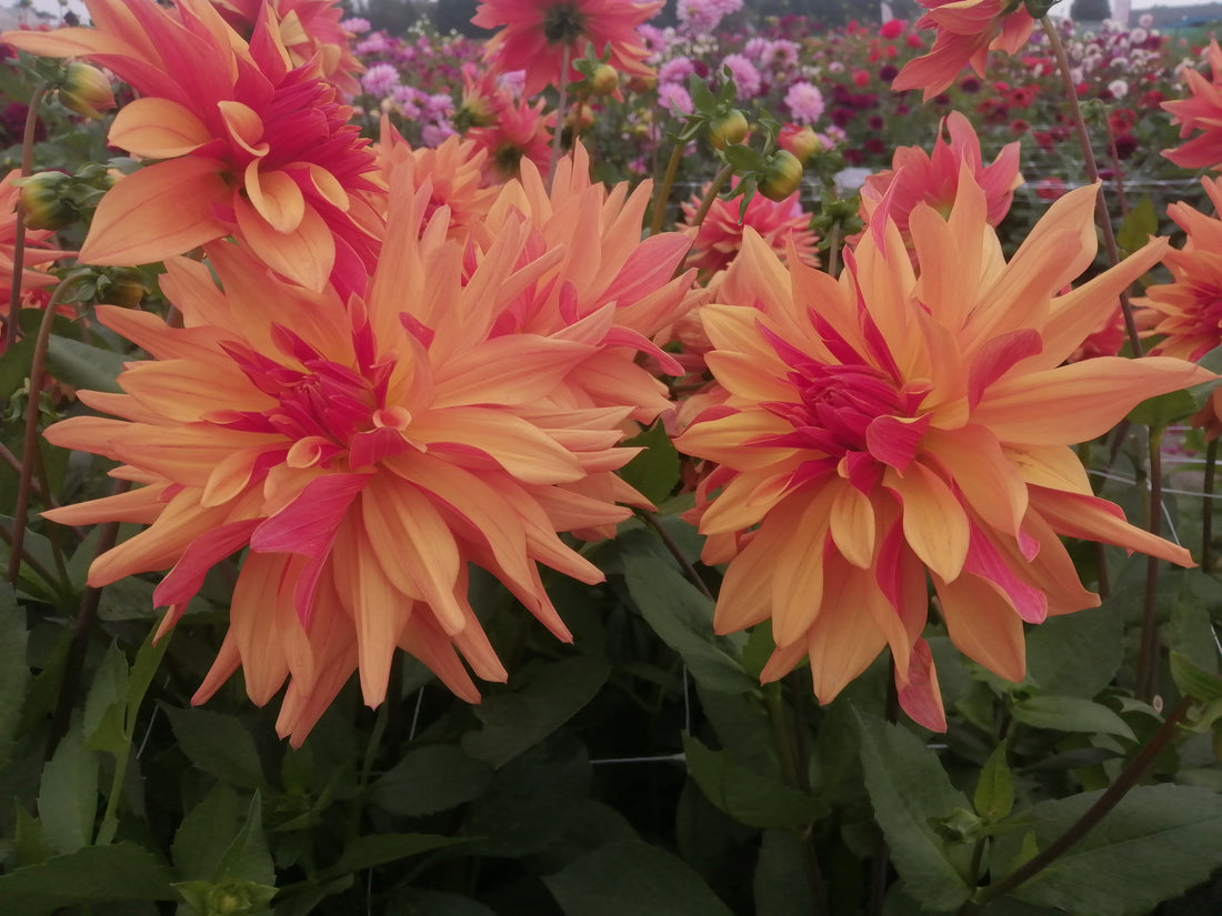 The sheer beauty of the Dahlia