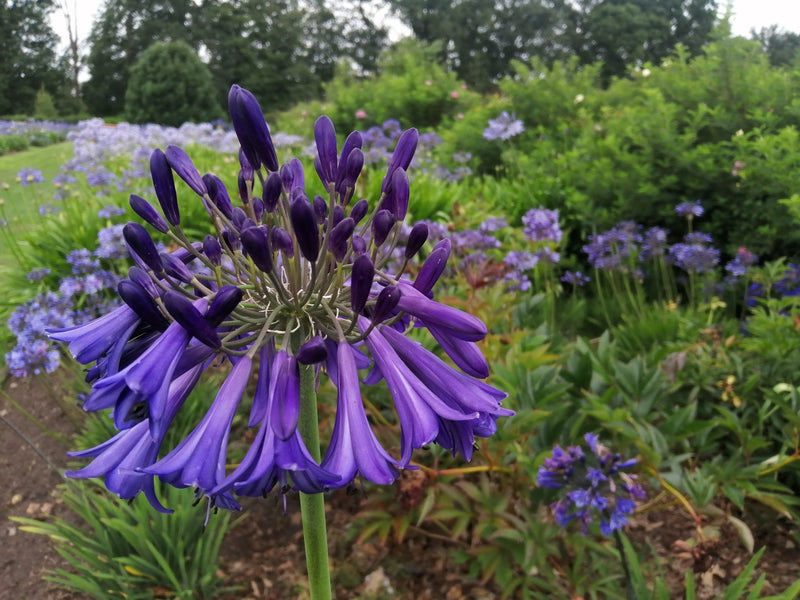 Tuintip:  De Kleine Boerderij in Merksplas