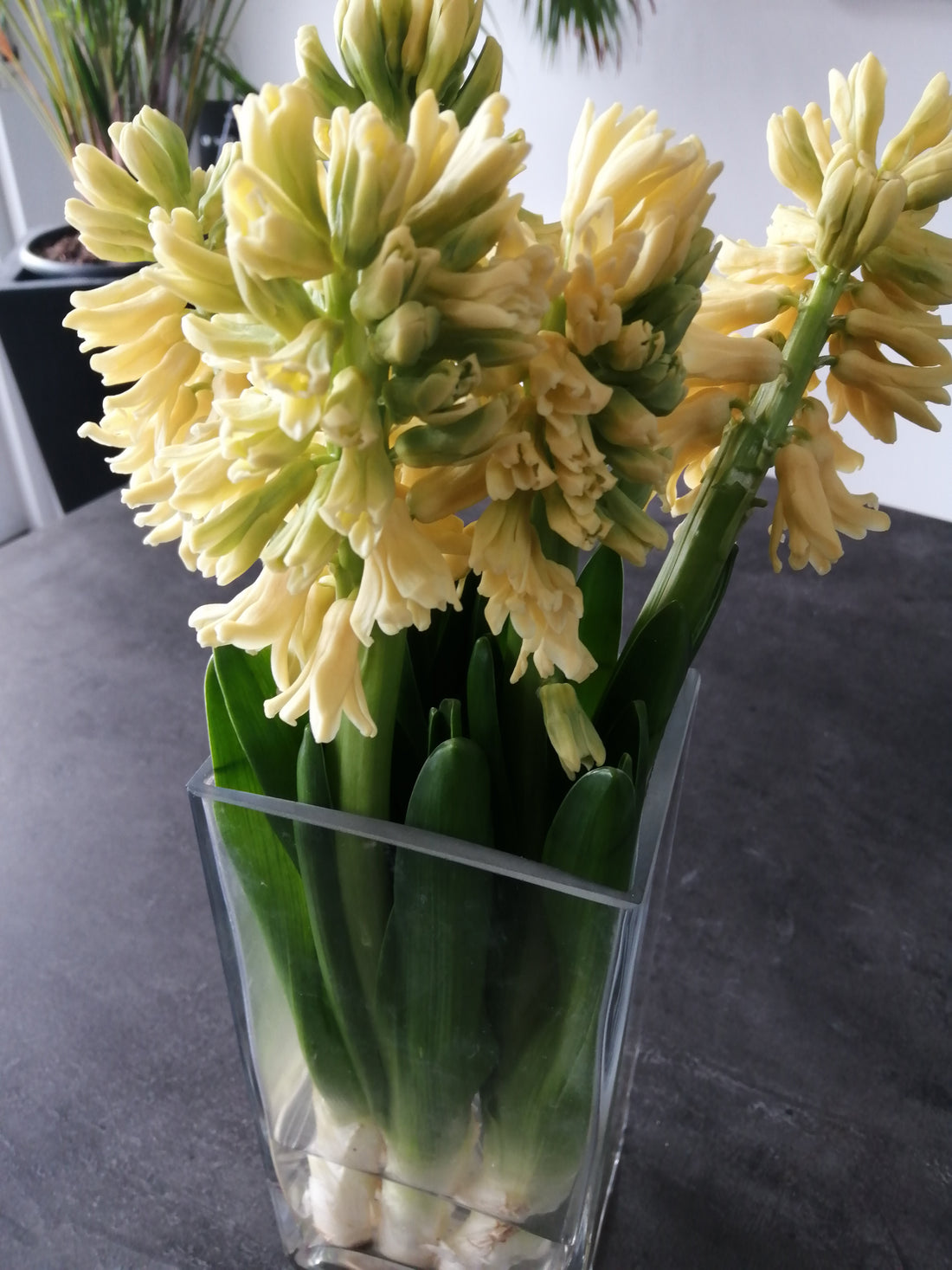 Profiter aussi longtemps que possible des fleurs du printemps