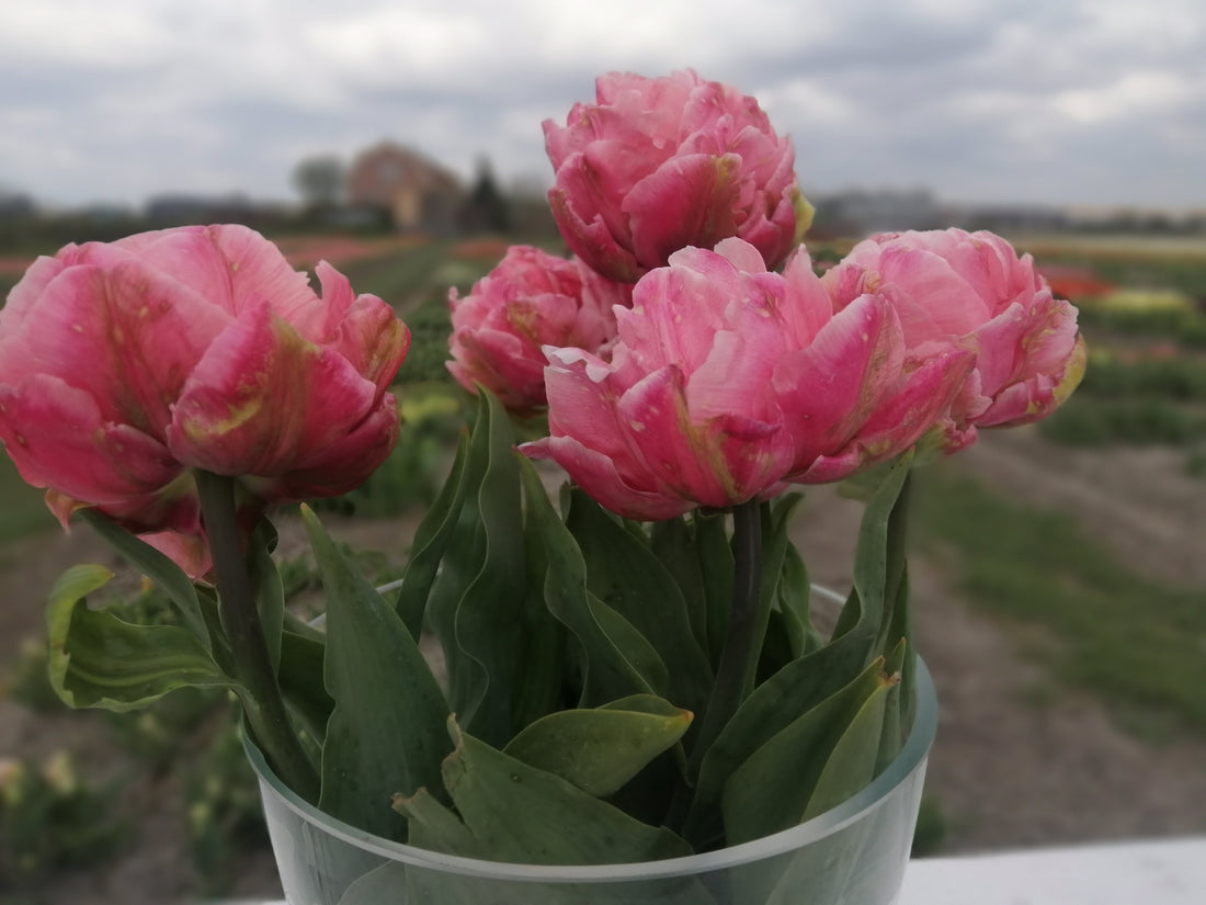 100 % Tulpen