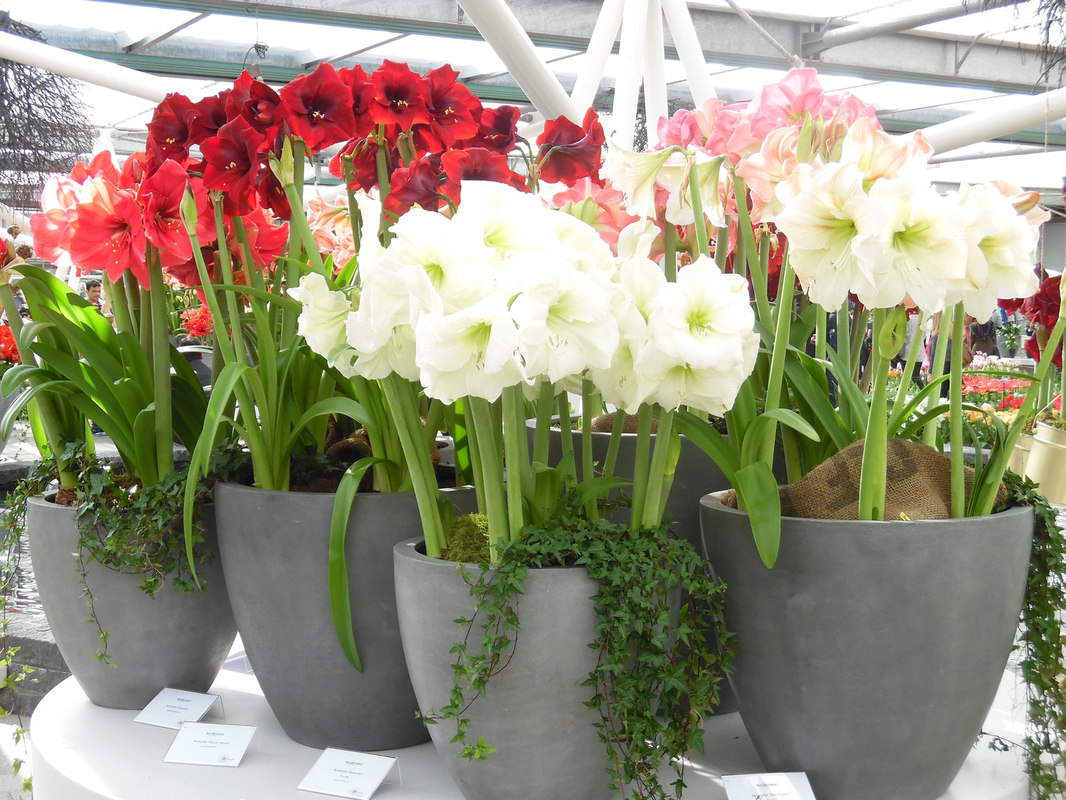 Amaryllissen geven elke huiskamer kleur met hun prachtige bloemen!