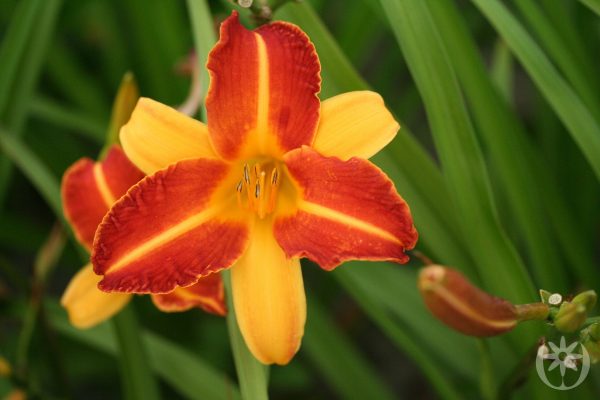 Hemerocallis