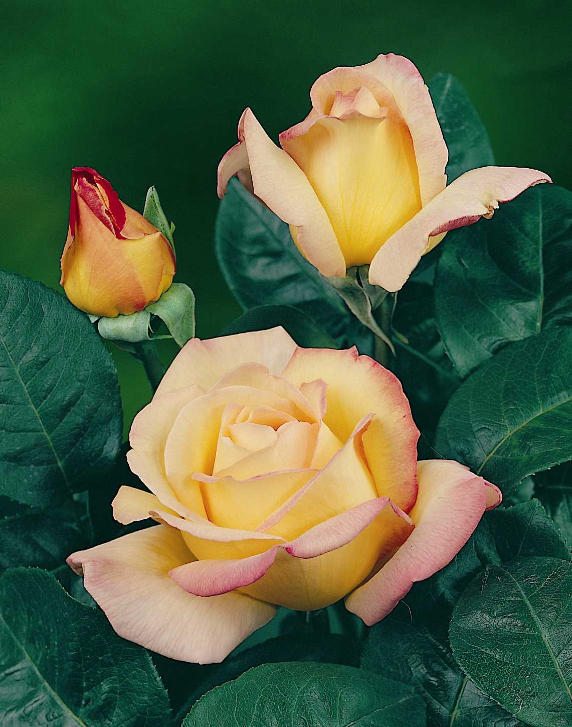 Rozen