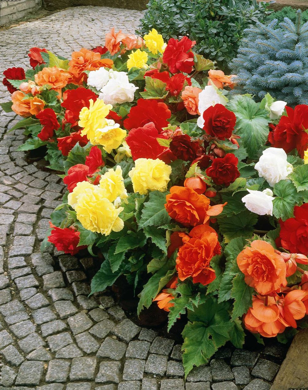 Begonia collectie 